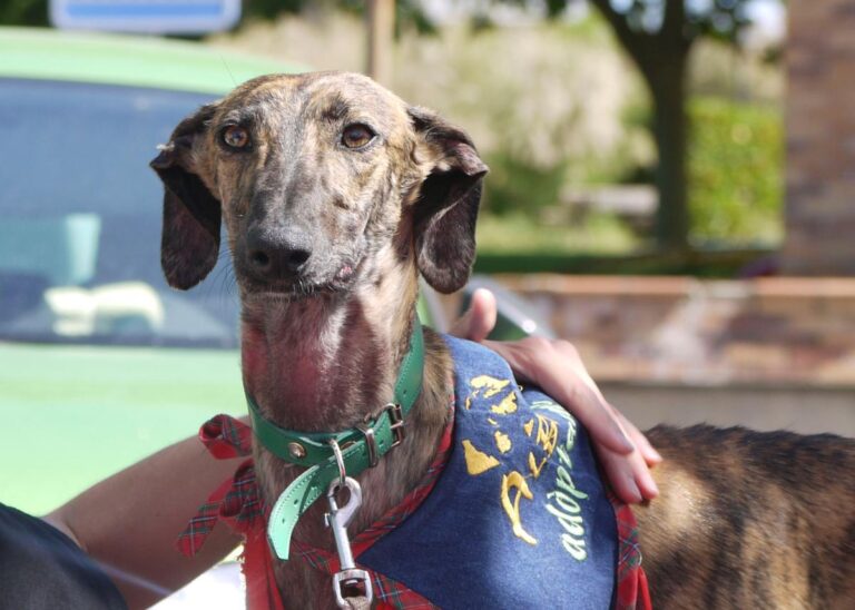 multimedia-foto83011-612-1