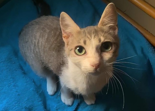 multimedia-foto83020-45-1