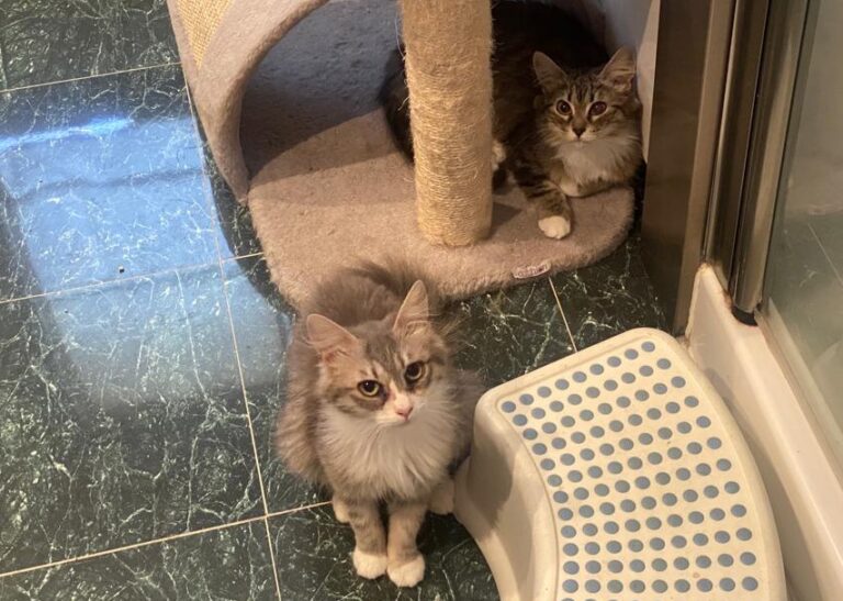 multimedia-foto83022-83-1