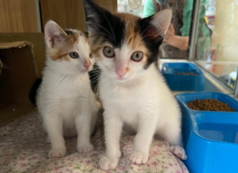 multimedia-foto83038-14-1