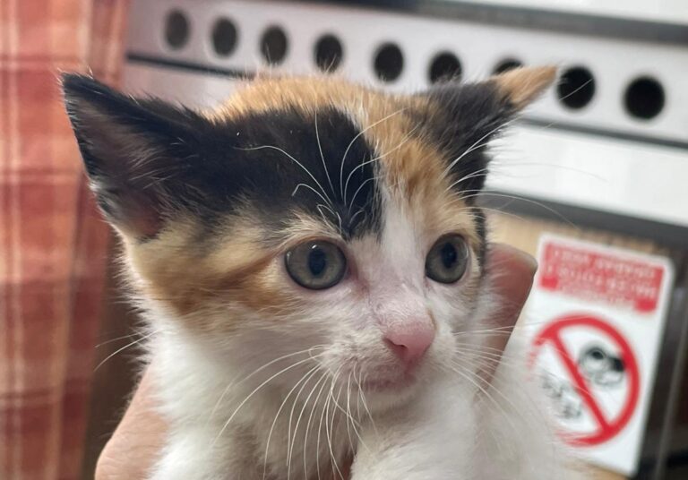 multimedia-foto83039-14-1