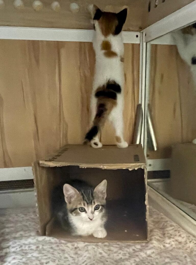 multimedia-foto83040-14-1