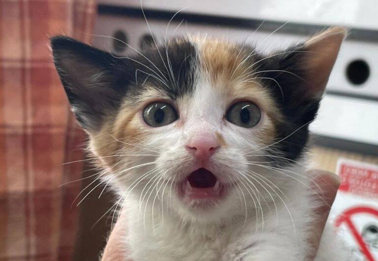 multimedia-foto83041-14-1