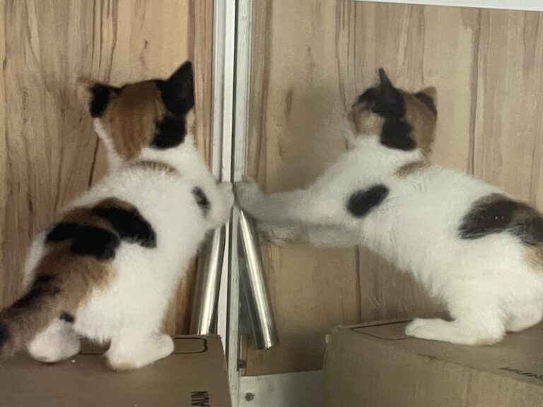 multimedia-foto83042-14-1