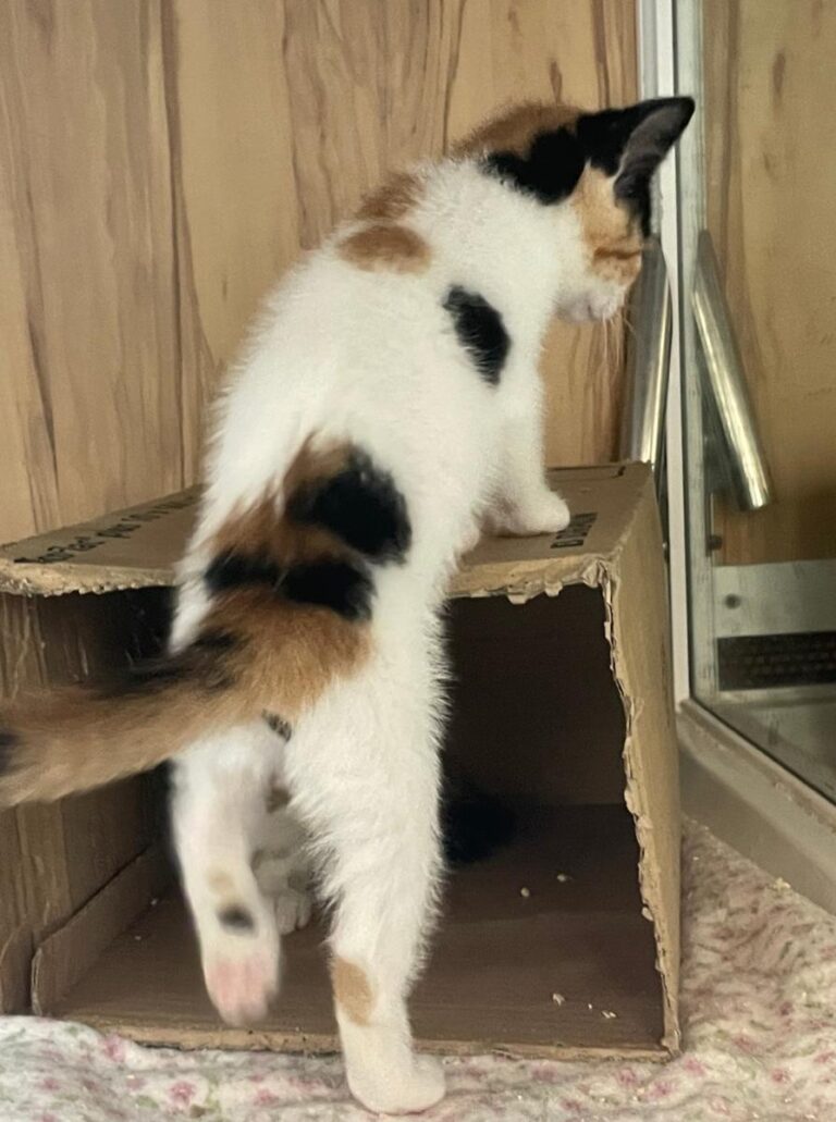 multimedia-foto83043-14-1