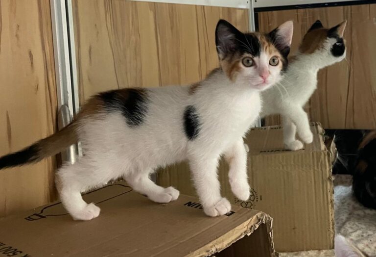 multimedia-foto83044-15-1