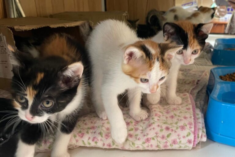 multimedia-foto83057-229-1