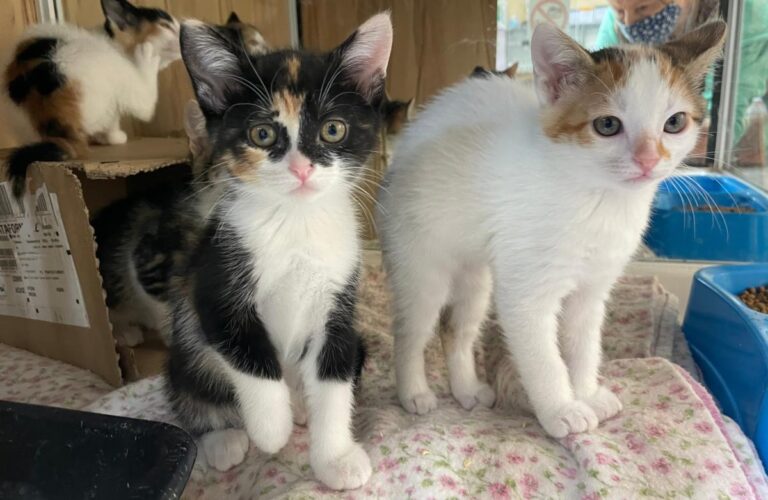 multimedia-foto83058-230-1