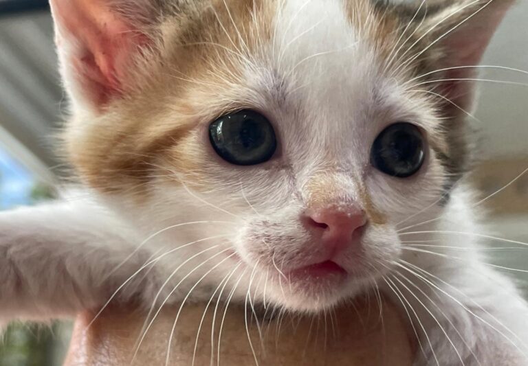 multimedia-foto83059-230-1