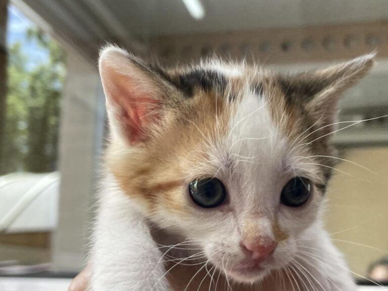 multimedia-foto83060-230-1