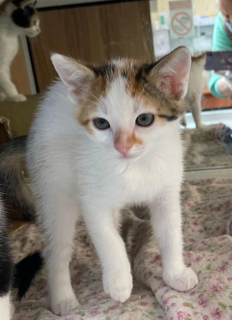 multimedia-foto83061-230-1