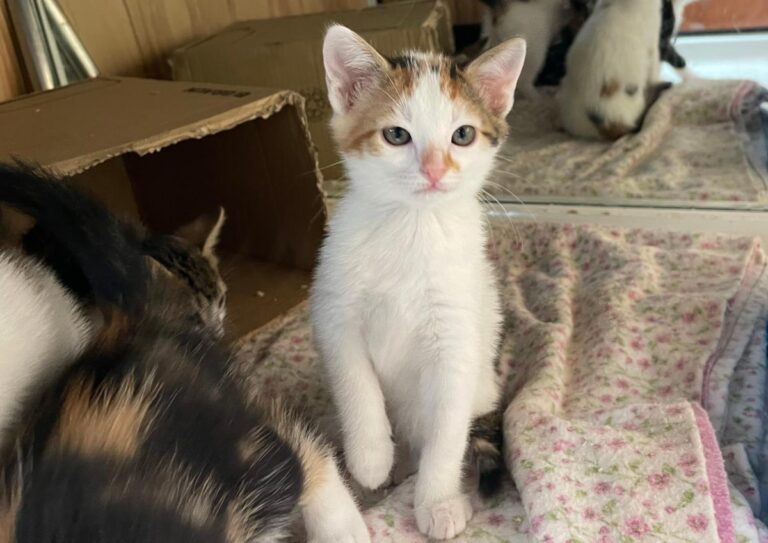 multimedia-foto83062-230-1