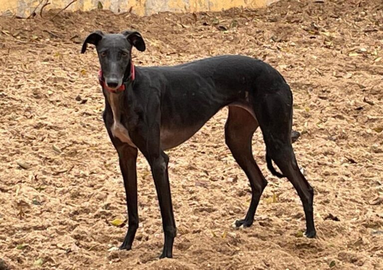 multimedia-foto83071-898-1