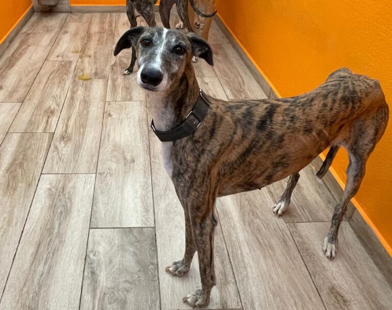 multimedia-foto83075-985-1