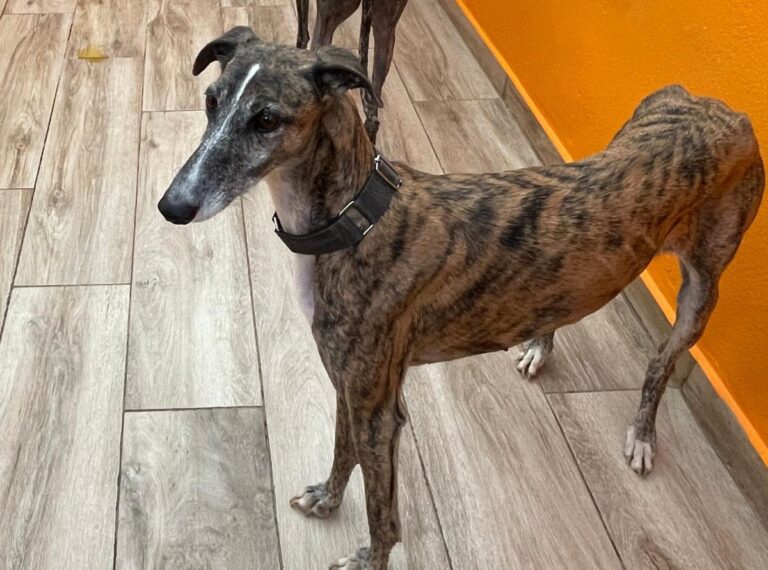 multimedia-foto83076-986-1