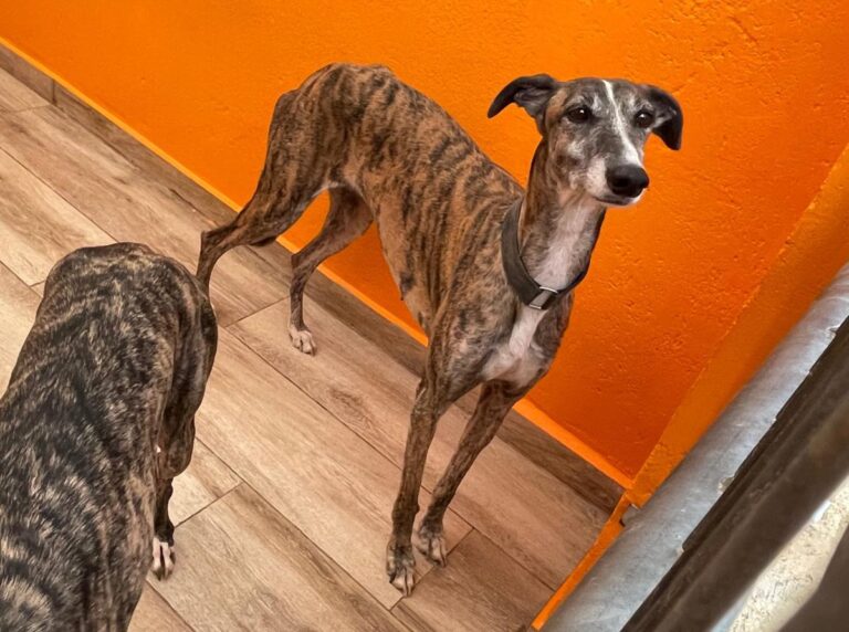 multimedia-foto83078-986-1