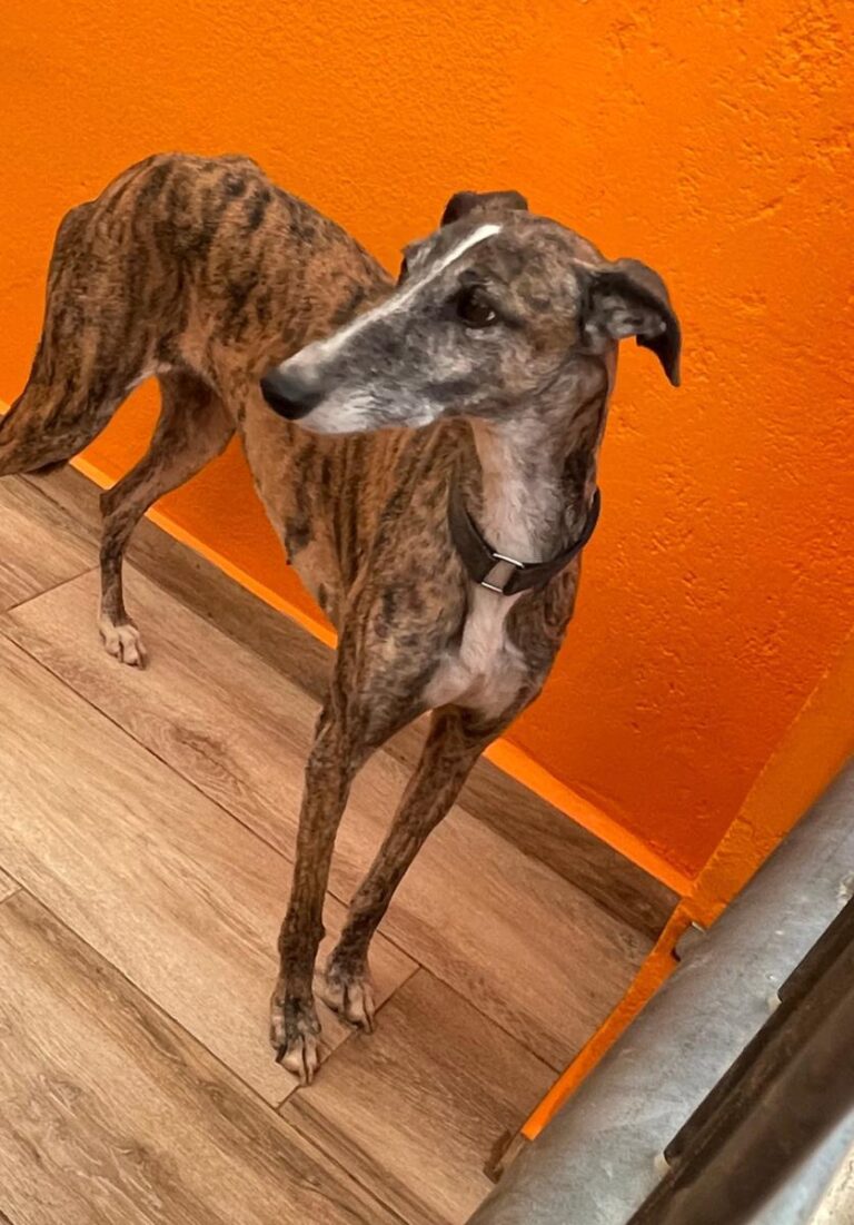 multimedia-foto83081-990-1