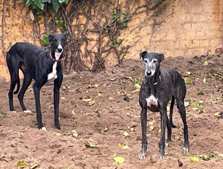 multimedia-foto83087-189-1