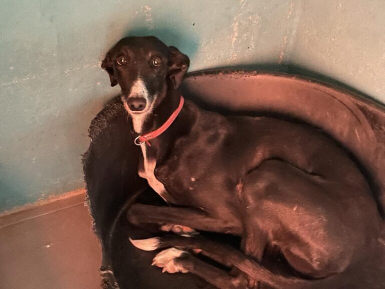 multimedia-foto83088-189-1