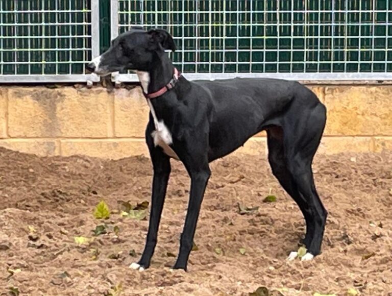 multimedia-foto83091-190-1