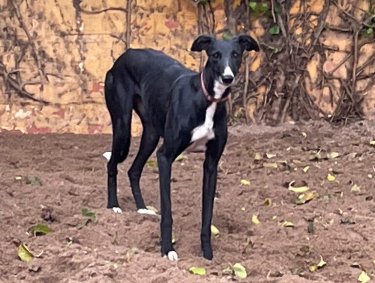 multimedia-foto83092-190-1