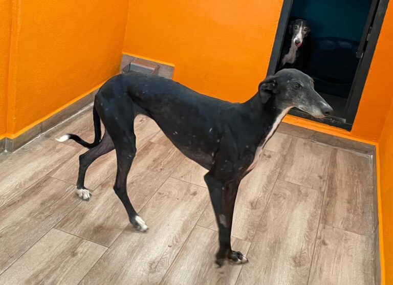 multimedia-foto83158-415-1