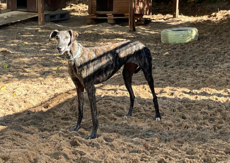 multimedia-foto83161-578-1