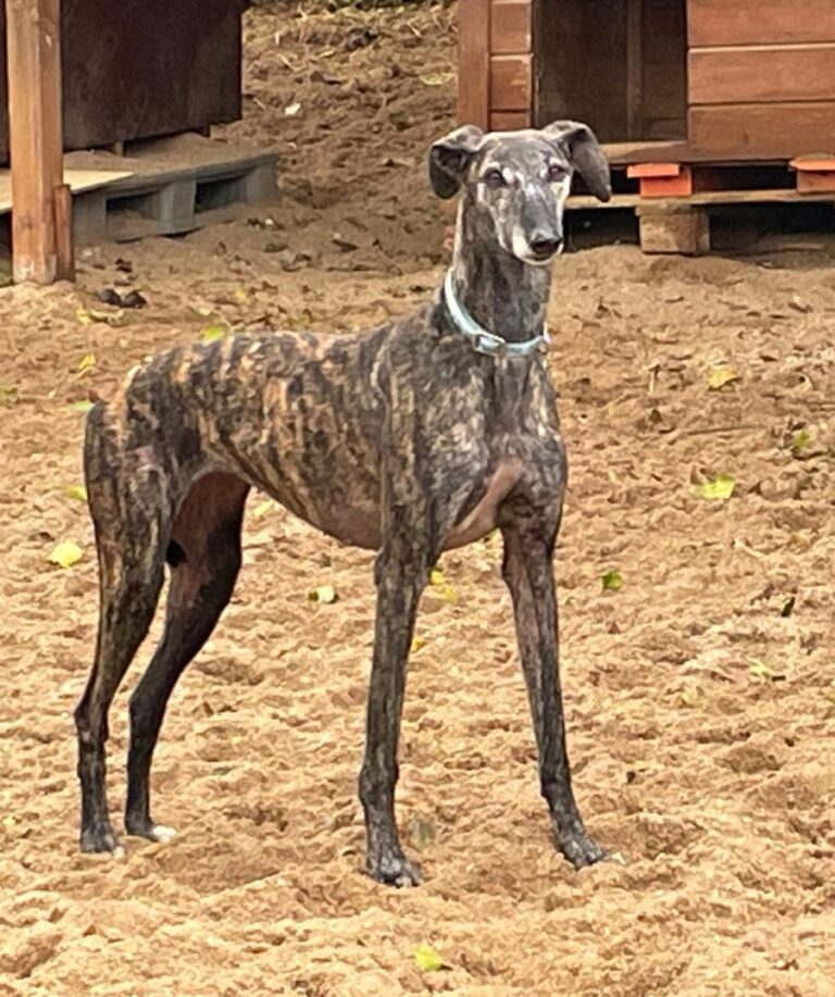 multimedia-foto83163-579-1