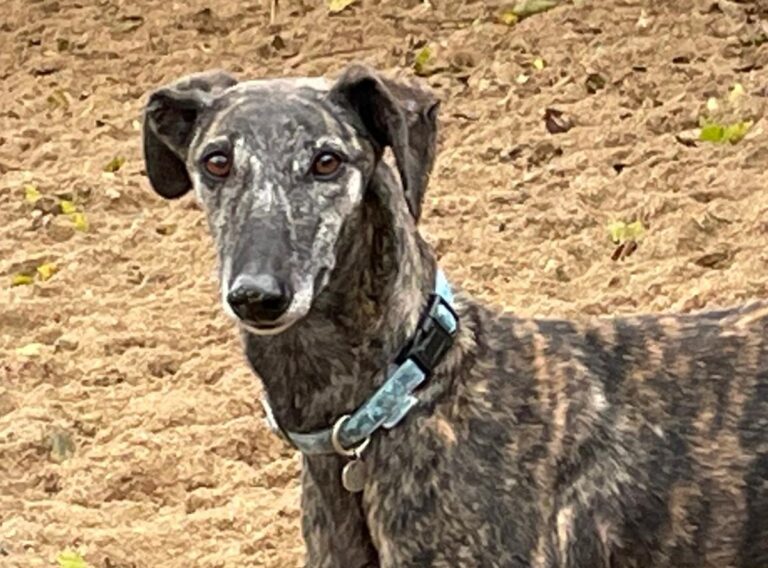 multimedia-foto83165-579-1