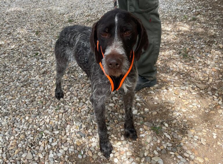 multimedia-foto83219-736-1