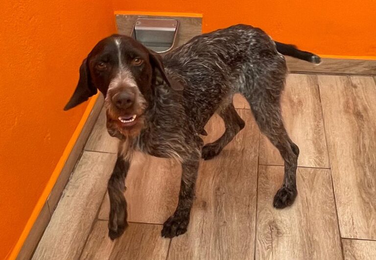 multimedia-foto83220-736-1