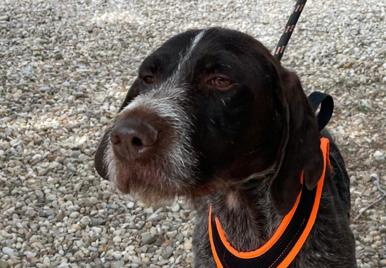 multimedia-foto83222-736-1