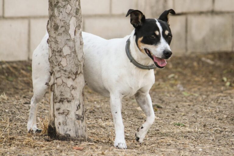 multimedia-foto83271-755-1