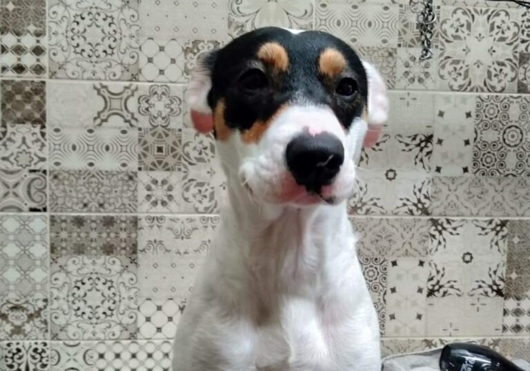 multimedia-foto83282-110-1