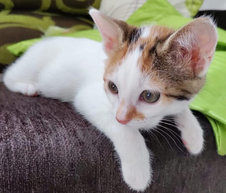 multimedia-foto83348-245-1