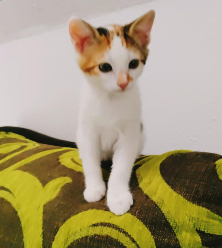 multimedia-foto83349-246-1