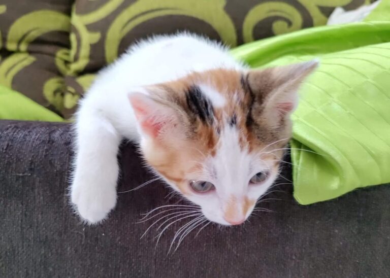 multimedia-foto83350-246-1