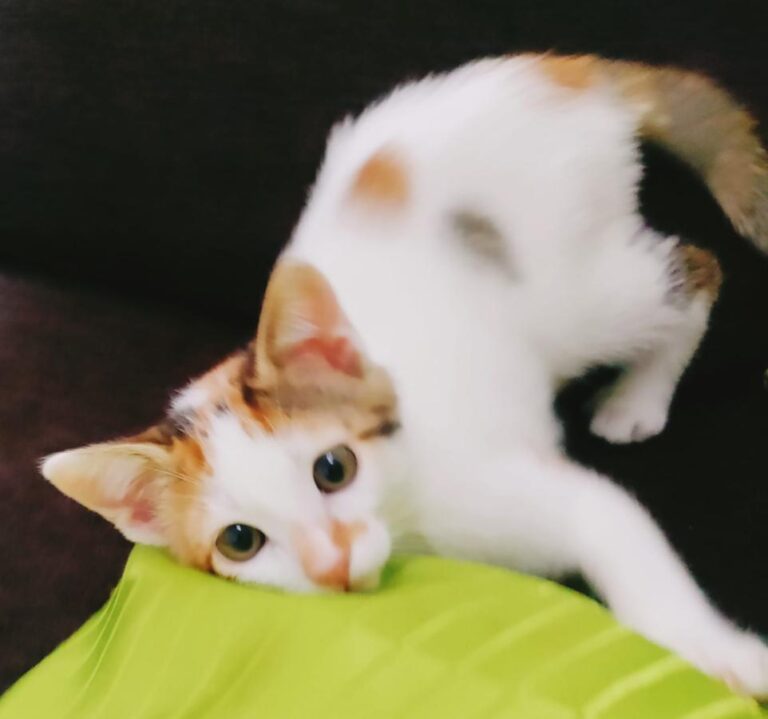 multimedia-foto83351-246-1