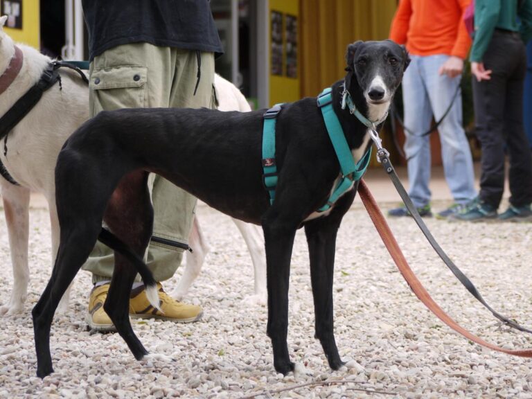 multimedia-foto83361-476-1