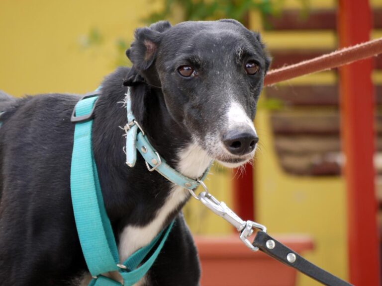 multimedia-foto83362-477-1