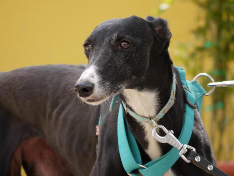 multimedia-foto83363-477-1