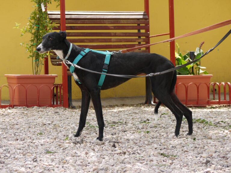 multimedia-foto83364-477-1