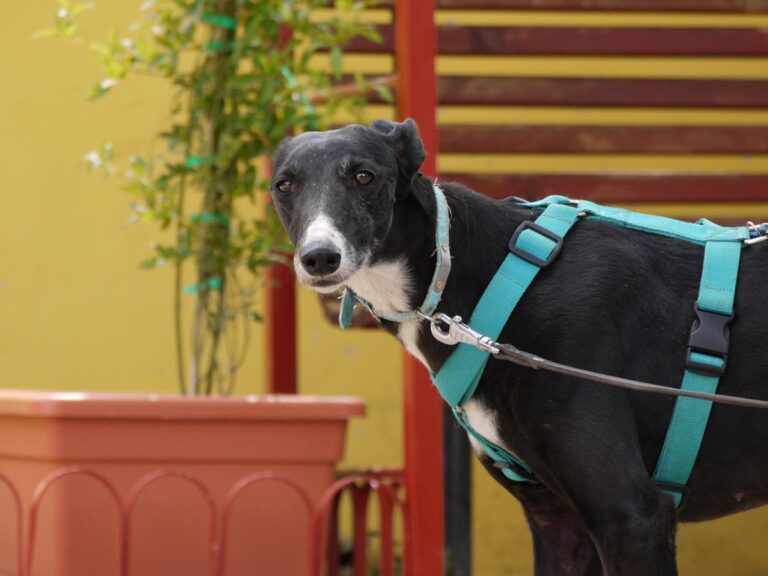 multimedia-foto83365-477-1