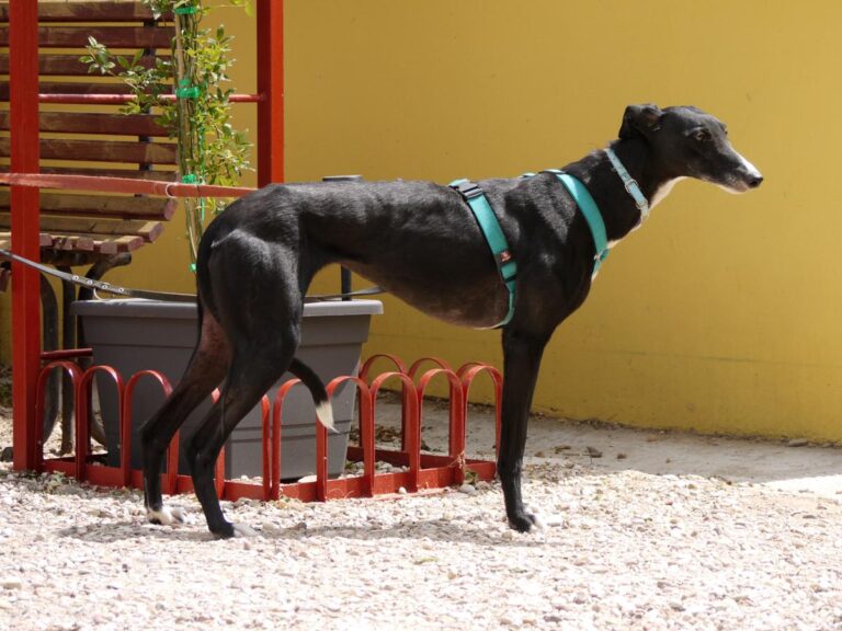 multimedia-foto83366-477-1