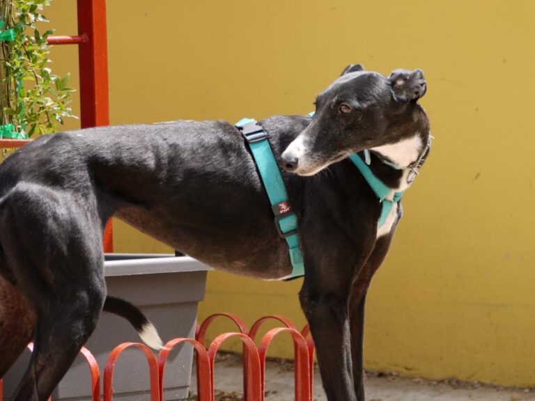 multimedia-foto83367-477-1