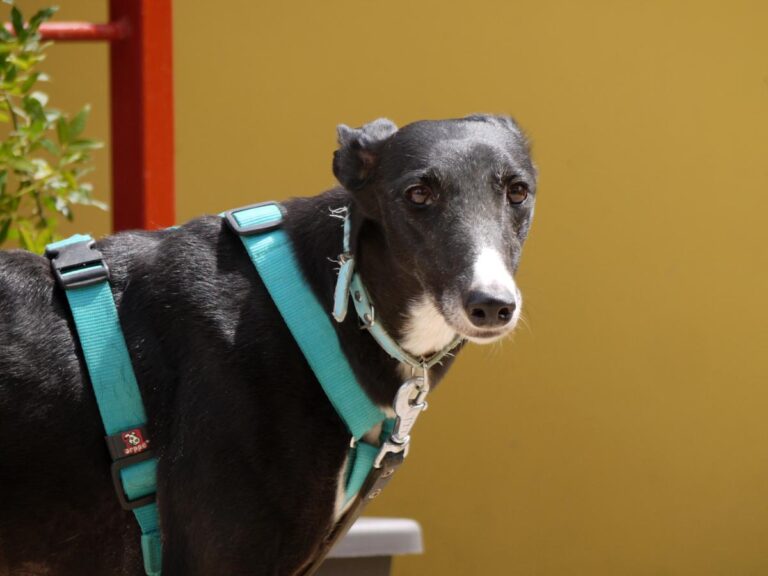 multimedia-foto83368-478-1