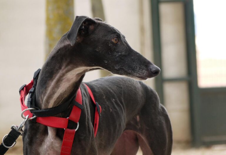 multimedia-foto83405-422-1