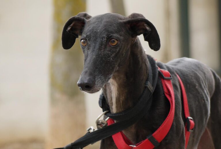 multimedia-foto83406-422-1