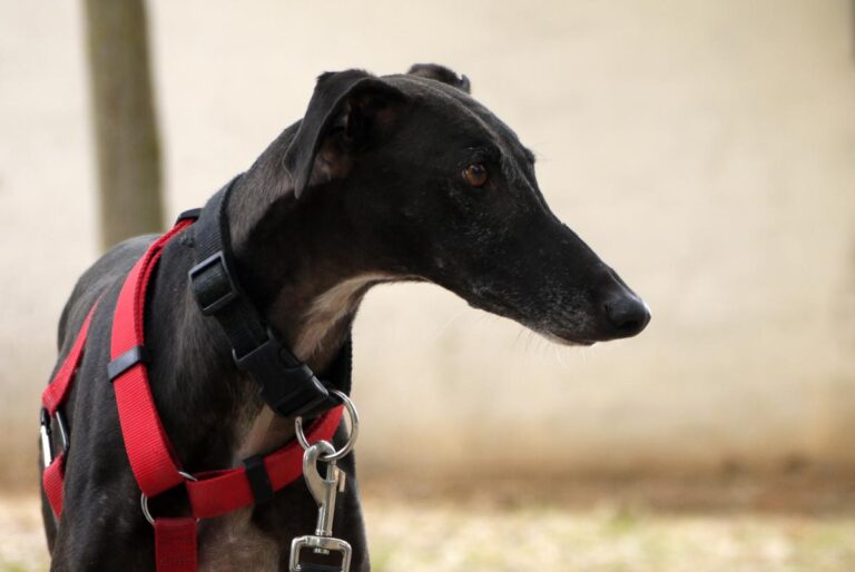 multimedia-foto83407-422-1