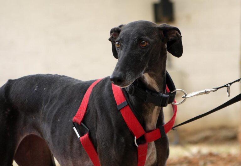 multimedia-foto83408-423-1